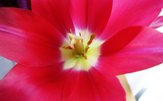 Flower images, Wide screen wallpapers,fresh flowers,Beautiful flowers,Blooming_Red_tulip_Close+look_wallpaper 