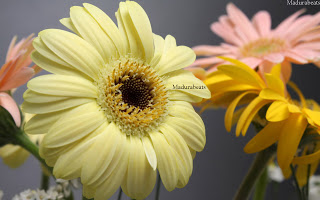 Flower images, Wide screen wallpapers,fresh flowers,Beautiful flowers,Yellow_daisies_hd_wallpaper1 