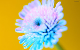 Flower images, Wide screen wallpapers,fresh flowers,Beautiful flowers,Blue_flower_shoot_hd_wallpaper 